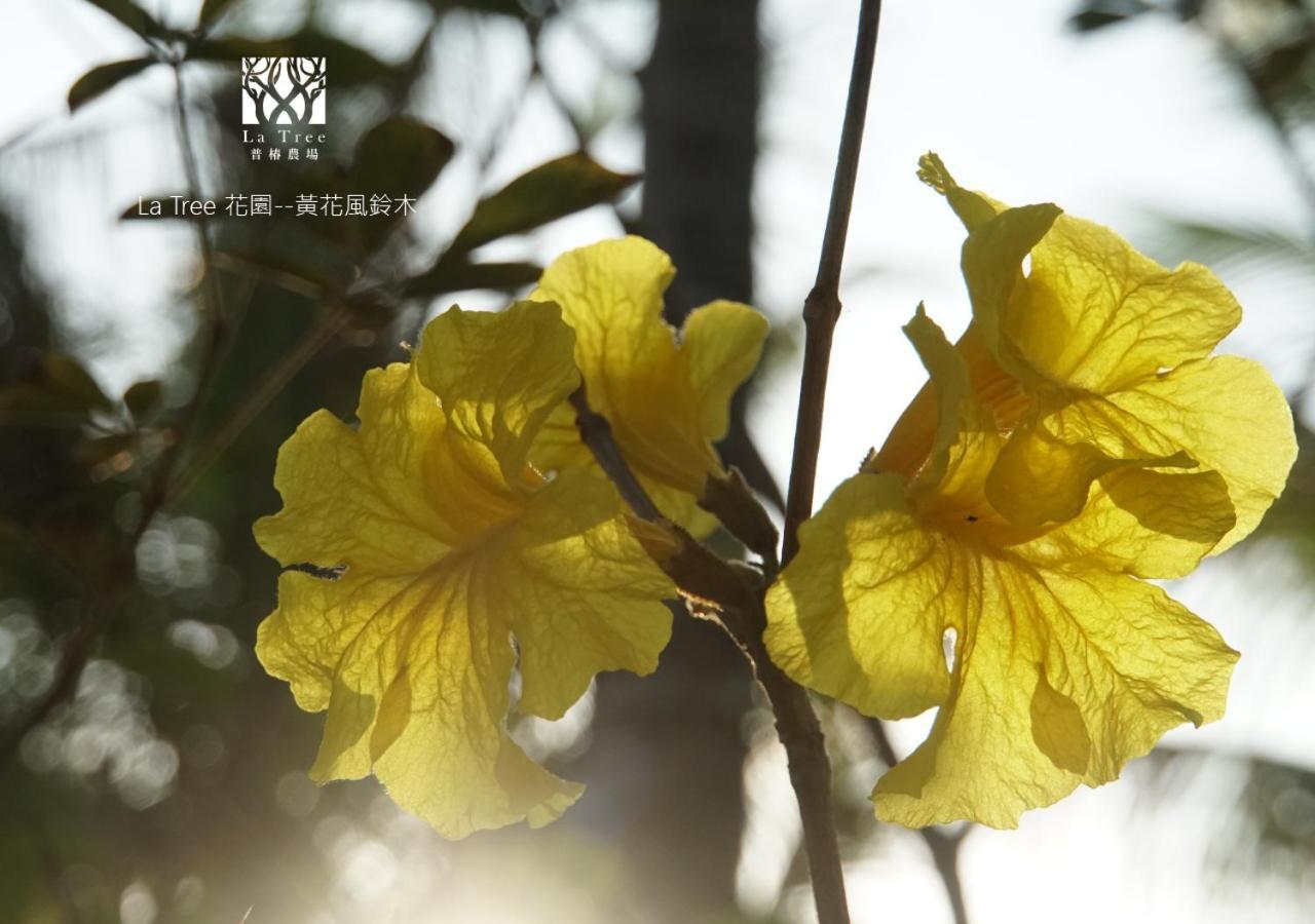 La Tree 普椿農場木子莊園 Apartment Донгхе Екстериор снимка