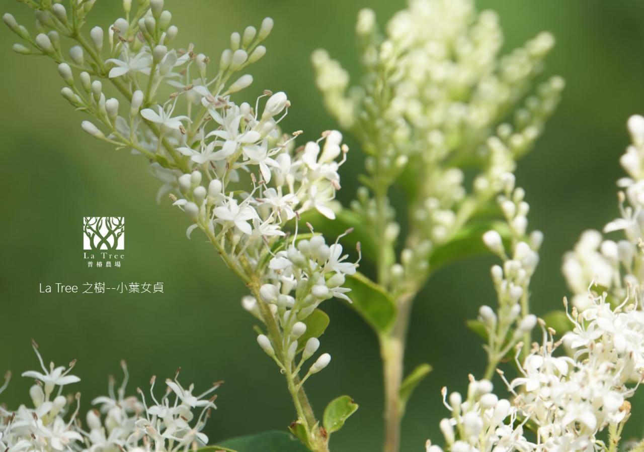 La Tree 普椿農場木子莊園 Apartment Донгхе Екстериор снимка